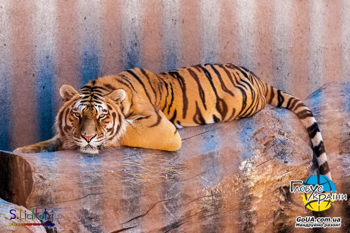 зоопарк пилишенко тигри леви екскурсія з запоріжжя глобус україни